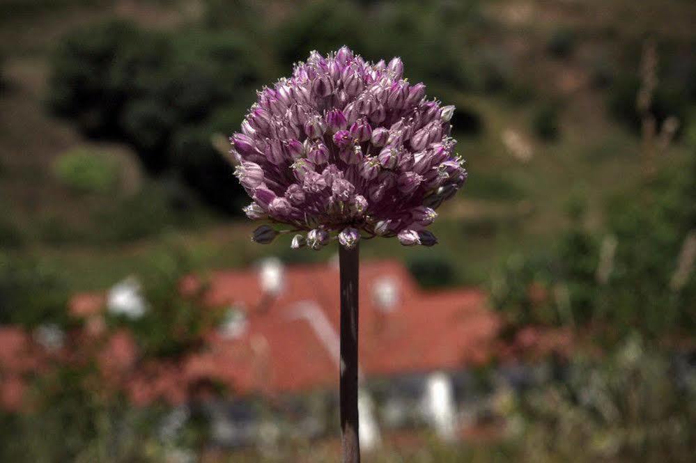 Quinta Do Chocalhinho Agroturismo & Spa Guest House Odemira Exterior photo